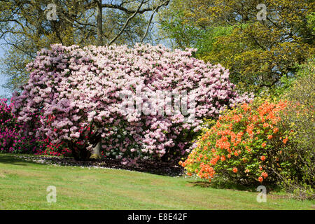 Les jardins Rhododendron de Bowood House, Derry Hill, Calne, Wiltshire, Angleterre, Royaume-Uni Banque D'Images