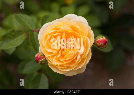 Gros plan de la belle Rosa / Rose jaune teasing Georgia floraison dans un jardin anglais, Angleterre, Royaume-Uni Banque D'Images