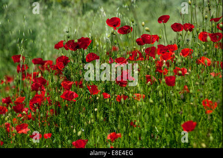 Champ de coquelicots, Languedoc Roussillon, France Banque D'Images