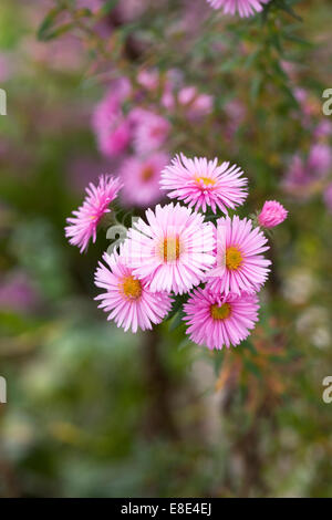 Asters roses dans une frontière. Banque D'Images