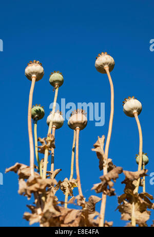 Gros plan de coquelicots séchés têtes de graines têtes de graines contre bleu vif ciel Angleterre Royaume-Uni Royaume-Uni Grande-Bretagne Banque D'Images