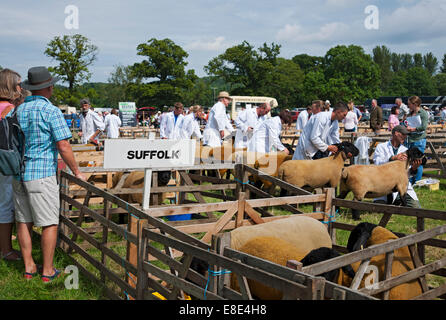 Suffolk élevage de moutons dans les enclos au Ryedale Country Show près de Kirkbymoorside en été North Yorkshire Angleterre Royaume-Uni GB Grande-Bretagne Banque D'Images