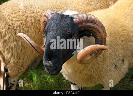 Scottish Blackfaced RAM brebis gros plan au Ryedale Show près de Kirkbymoorside en été North Yorkshire Angleterre Royaume-Uni Grande-Bretagne Banque D'Images