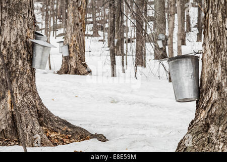 Forêt de la sève d'érable seaux sur les arbres au printemps Banque D'Images