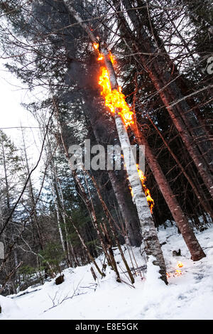 Tall Birch en feu après après un éclair Banque D'Images