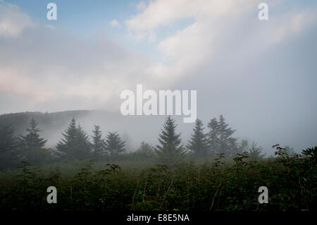 Effacer le brouillard et la brume le long de la crête herbeuse au sommet de Roan Mountain à Pisgah National Forest, North Carolina, USA. Banque D'Images