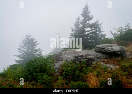 Un matin brumeux au bord de la forêt de sapin-épinette le long de la crête herbeuse en haut de Roan Mountain à Pisgah Forest National, Banque D'Images