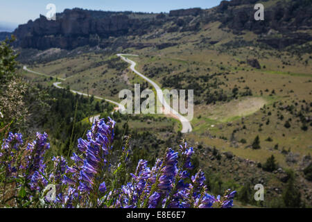 Vue de l'après-midi de la veille de 10 canyon dans le Wyoming avec de belles fleurs du printemps à l'avant-plan Banque D'Images