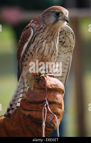 Un beau lieu kestrel Banque D'Images