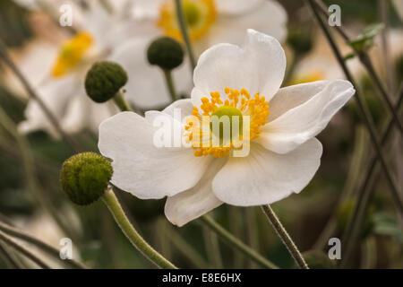 Fleur dahlia blanc avec centre jaune. Banque D'Images