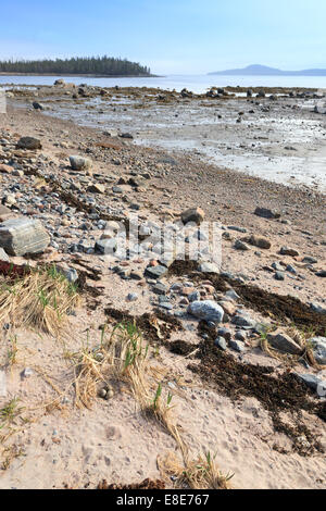 Haematopus ostralegus Eurasian Oystercatcher,. Les œufs et les nids. La photo a été prise dans le golfe de Kandalakcha la Mer Blanche. Russ Banque D'Images