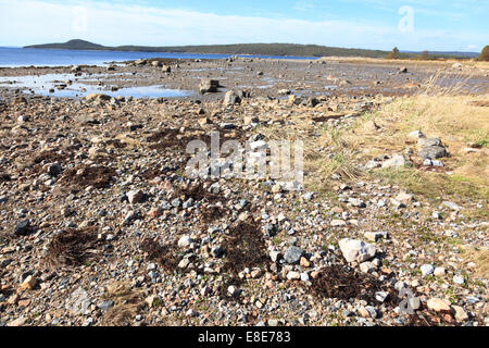 Haematopus ostralegus Eurasian Oystercatcher,. Les œufs et les nids. La photo a été prise dans le golfe de Kandalakcha la Mer Blanche. Russ Banque D'Images