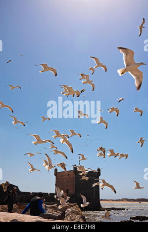 Vue verticale de la forteresse à Essaouira avec un troupeau de mouettes sur une journée ensoleillée. Banque D'Images