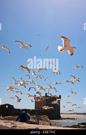 Vue verticale de la forteresse à Essaouira avec un troupeau de mouettes sur une journée ensoleillée. Banque D'Images