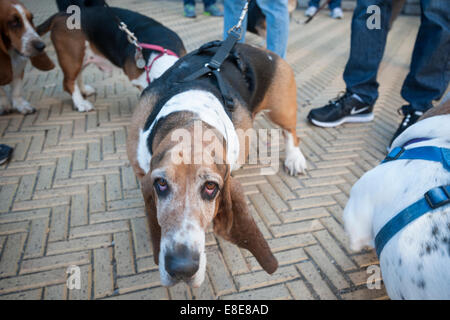 Basset Hounds confèrent à leur propriétaire à Prospect Park à Brooklyn à New York. Banque D'Images