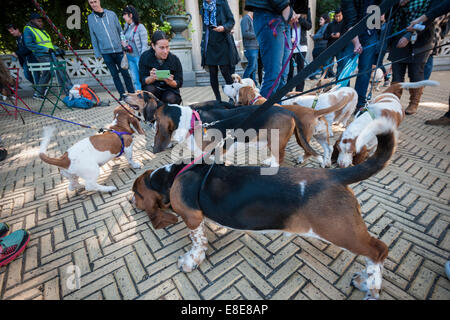 Basset Hounds confèrent à leur propriétaire à Prospect Park à Brooklyn à New York. Banque D'Images