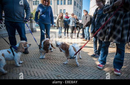 Basset Hounds confèrent à leur propriétaire à Prospect Park à Brooklyn à New York. Banque D'Images