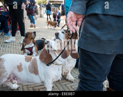 Basset Hounds confèrent à leur propriétaire à Prospect Park à Brooklyn à New York. Banque D'Images