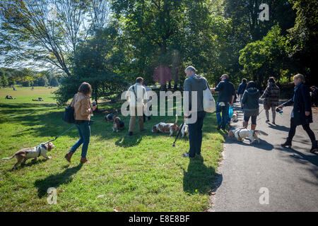 Basset Hounds confèrent à leur propriétaire à Prospect Park à Brooklyn à New York. Banque D'Images