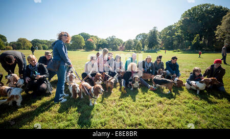 Basset Hounds confèrent à leur propriétaire à Prospect Park à Brooklyn à New York. Banque D'Images