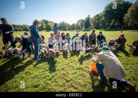 Basset Hounds confèrent à leur propriétaire à Prospect Park à Brooklyn à New York. Banque D'Images