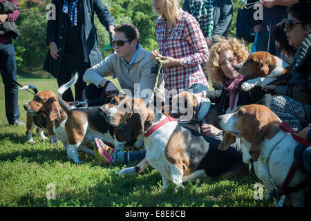 Basset Hounds confèrent à leur propriétaire à Prospect Park à Brooklyn à New York. Banque D'Images