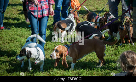 Basset Hounds confèrent à leur propriétaire à Prospect Park à Brooklyn à New York. Banque D'Images