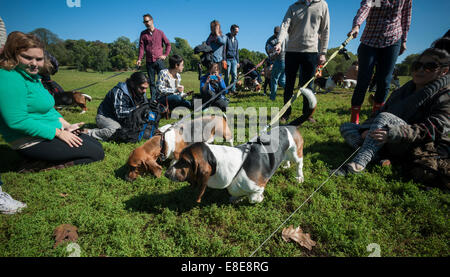 Basset Hounds confèrent à leur propriétaire à Prospect Park à Brooklyn à New York. Banque D'Images