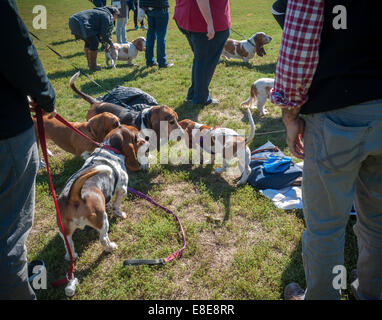 Basset Hounds confèrent à leur propriétaire à Prospect Park à Brooklyn à New York. Banque D'Images