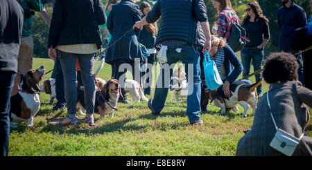 Basset Hounds confèrent à leur propriétaire à Prospect Park à Brooklyn à New York. Banque D'Images