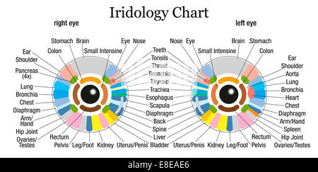 L'iridologie ou tableau de diagnostic de l'iris avec une description précise des organes internes et les parties du corps. Banque D'Images