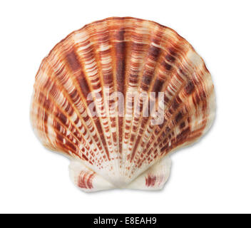 Scallop sea shell isolated on white Banque D'Images