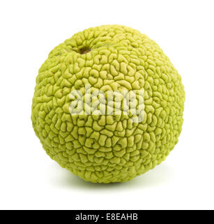 Osage orange (Maclura pomifera) isolated on white Banque D'Images