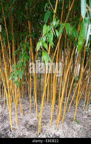 PHYLLOSTACHYS AUREOSULCATA SPECTABILIS Banque D'Images