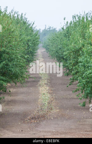 Les amandes qui ont été balayés au milieu d'une rangée en attente d'être récolté mon une machine à Modesto en Californie Banque D'Images