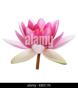 Fleur de nénuphar rose isolé sur fond blanc Banque D'Images