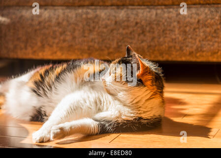 Un chat calico dort dans le soleil. Banque D'Images