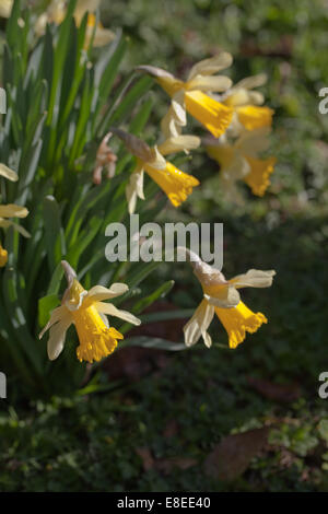 Les jonquilles sauvages (Narcissus pseudonarcissus). Au printemps. Le Norfolk. L'Angleterre. Banque D'Images