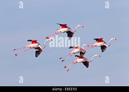 Volée de flamants plus adultes landing, contre un ciel bleu, Camargue, France Banque D'Images