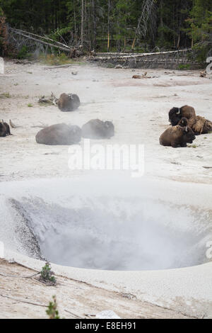 Désavouer ou buffalo a entendu près d'une vapeur dans le yellowstone avec du soufre et d'autres minéraux circulant dans l'air Banque D'Images