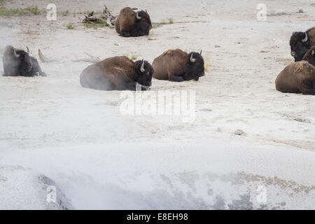 Désavouer ou buffalo a entendu près d'une vapeur dans le yellowstone avec du soufre et d'autres minéraux circulant dans l'air Banque D'Images