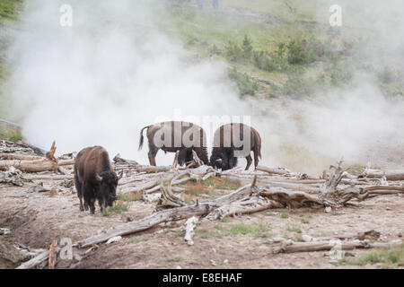 Désavouer ou buffalo a entendu près d'une vapeur dans le yellowstone avec du soufre et d'autres minéraux circulant dans l'air Banque D'Images