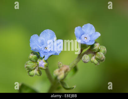 Petites fleurs délicates, de Cynoglossum amabile, Chinese forget-me-not Banque D'Images