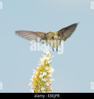 Vue frontale d'un colibri se nourrissant de Buddleia blanc fleur en vol Banque D'Images