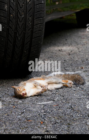 Roadkill écureuil roux (Tamiasciurus hudsonicus) - USA Banque D'Images