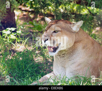 Mountain lion reposant dans une ombre d'un arbre par une chaude journée d'été, l'observation de Banque D'Images