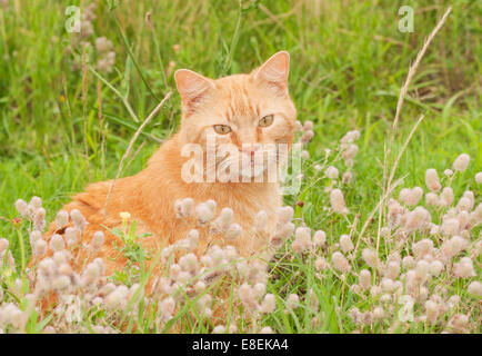 Orange mignon chat tigré assis dans l'herbe haute, regardant le spectateur Banque D'Images