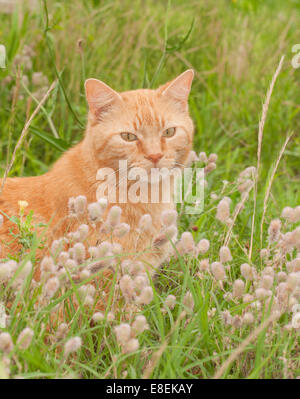 Gingembre magnifique chat tigré dans l'herbe haute avec des fleurs sauvages, à la recherche au viewer Banque D'Images