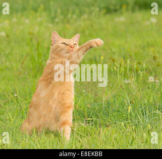 Beau chat tigré swatting gingembre à l'air en face de lui, avec fond d'herbe verte Banque D'Images