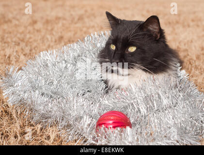 Beau chat noir et blanc recouvert de guirlandes d'argent - a Christmas kitty Banque D'Images